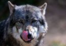 Un loup aurait été photographié dans le nord de la France, une première depuis un siècle